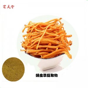 蛹虫草提取物可OEM/ODM代工