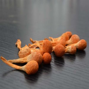 芝庆堂蛹虫草贴牌OEM/ODM